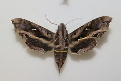 Hemeroplanes triptolemus