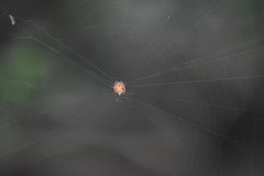 Araneus acuminatus