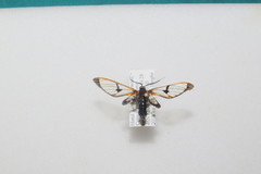 Cosmosoma joavana