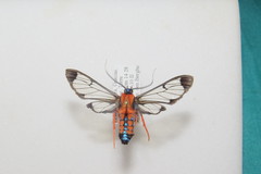Cosmosoma sectinota