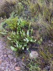 Dischisma ciliatum ciliatum