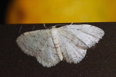Idaea sakuraii