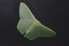 Thalassodes intaminata