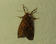 Tumicla sagenaria