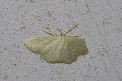 Idaea neovalida