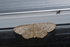 Scopula plumbearia