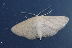 Scopula personata