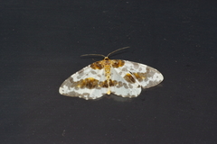 Abraxas miranda aesia