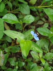 Angiospermae