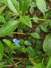 Angiospermae