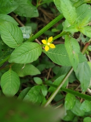 Magnoliopsida