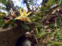 Dendrobium nakaharae