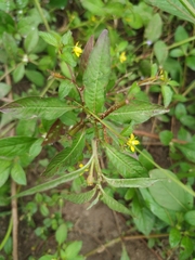 Magnoliopsida