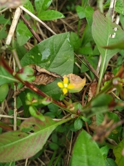 Magnoliopsida