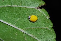Illeis koebelei amamiana