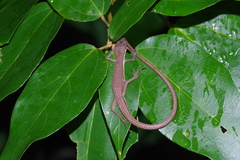 Takydromus smaragdinus