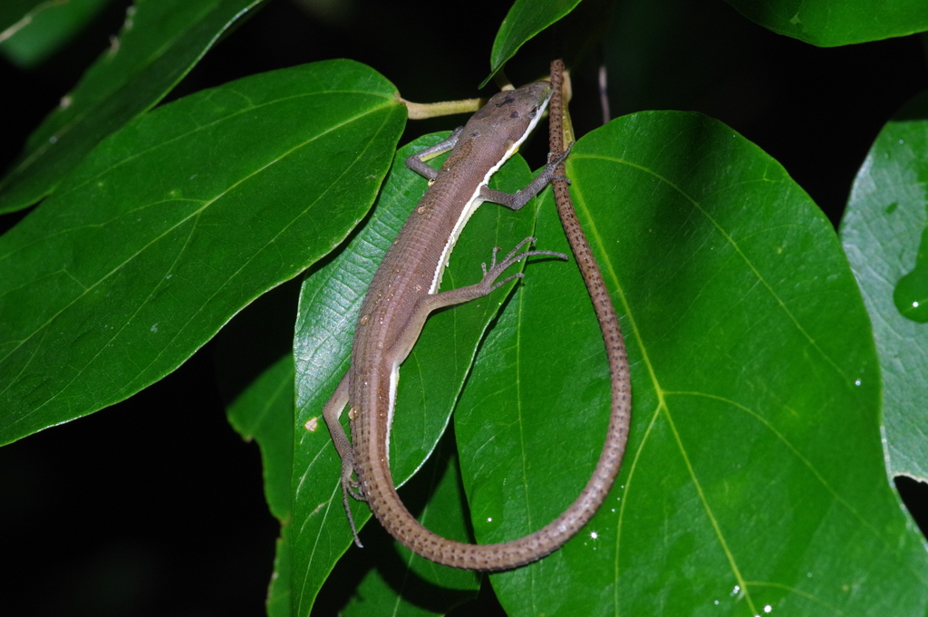 Green Grass Lizard