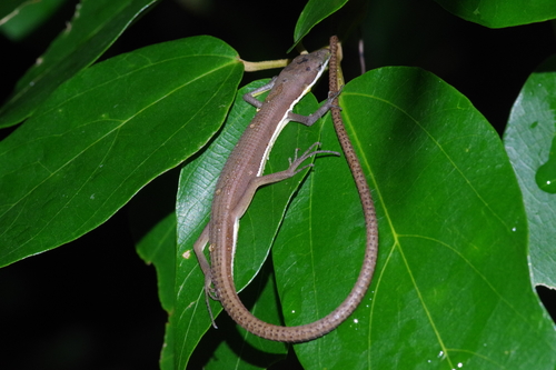 Green Grass Lizard
