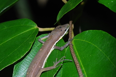 Takydromus smaragdinus