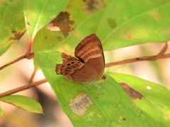 Abisara bifasciata