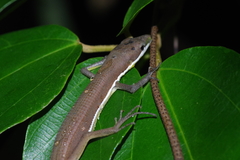 Takydromus smaragdinus