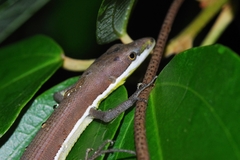 Takydromus smaragdinus