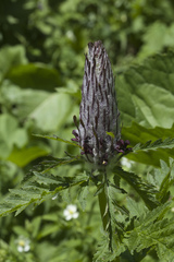 Pedicularis atropurpurea