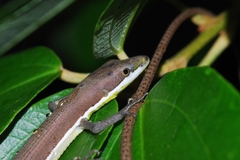 Takydromus smaragdinus