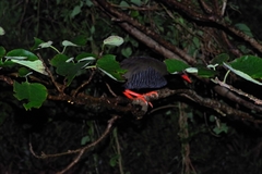 Gallirallus okinawae