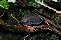Gallirallus okinawae