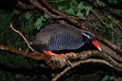 Gallirallus okinawae