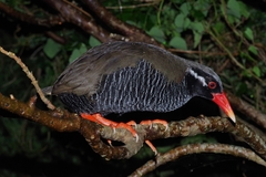 Gallirallus okinawae