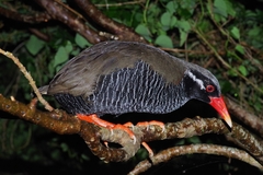 Gallirallus okinawae