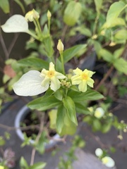 Pseudomussaenda flava