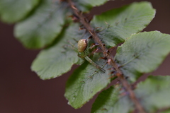 Diaea ambara