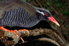 Gallirallus okinawae