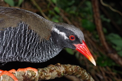 Gallirallus okinawae