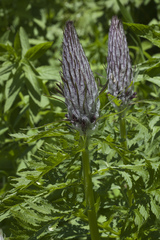 Pedicularis atropurpurea