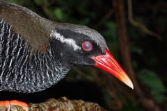 Gallirallus okinawae