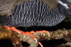 Gallirallus okinawae