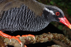 Gallirallus okinawae