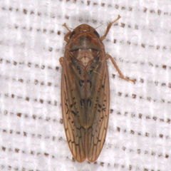 Ponana rubida