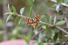 Musotima nitidalis