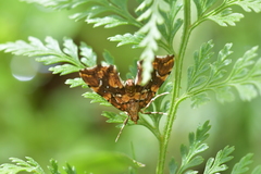 Musotima nitidalis