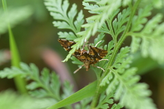 Musotima nitidalis