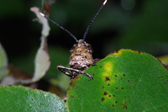 Traulia ornata okinawaensis