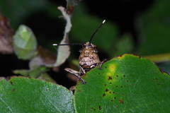 Traulia ornata okinawaensis