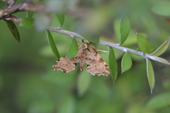 Musotima nitidalis