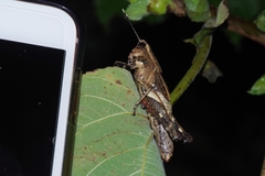 Traulia ornata okinawaensis