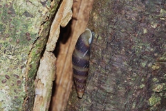 Stereophaedusa valida